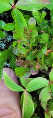 Vaccinium cespitosum