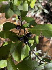 Sideroxylon lycioides