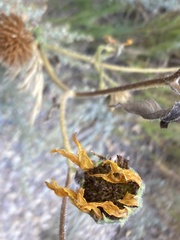 Arnica mollis