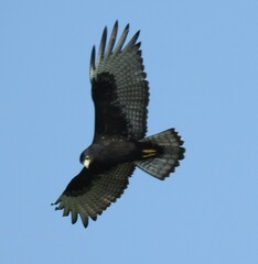 Buteo albonotatus