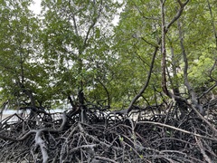 Rhizophora