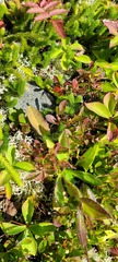 Vaccinium cespitosum