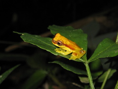 Dendropsophus rhodopeplus