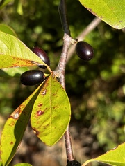 Sideroxylon lycioides