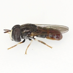 Paragus