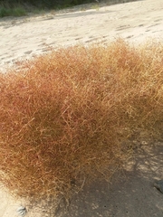 Cycloloma atriplicifolium