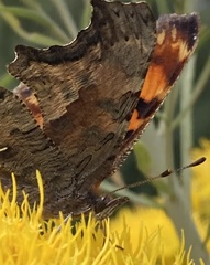 Polygonia gracilis