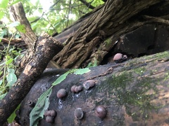 Daldinia concentrica