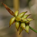 Carex alascana - Photo Oikeuksia ei pidätetä, lähettänyt Braden J. Judson