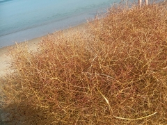 Cycloloma atriplicifolium