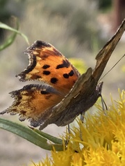 Polygonia gracilis