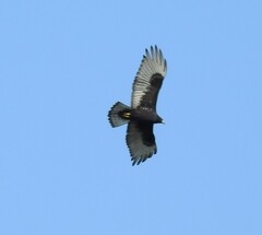 Buteo albonotatus