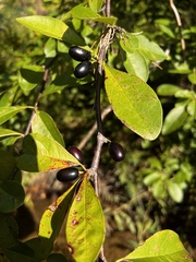 Sideroxylon lycioides