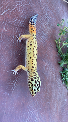 Eublepharis macularius