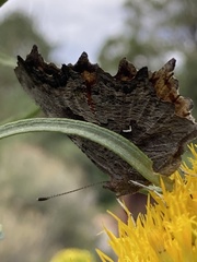 Polygonia gracilis