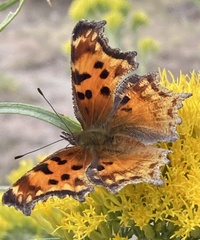 Polygonia gracilis