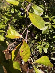 Sideroxylon lycioides