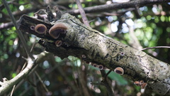 Auricularia polytricha