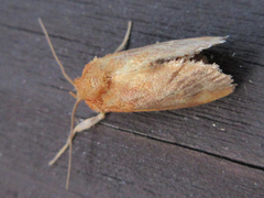 Microleon longipalpis