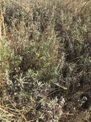 Artemisia douglasiana