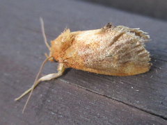 Microleon longipalpis