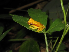 Dendropsophus rhodopeplus