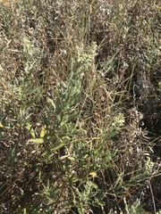 Artemisia douglasiana