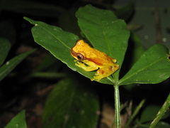 Dendropsophus rhodopeplus