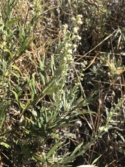 Artemisia douglasiana