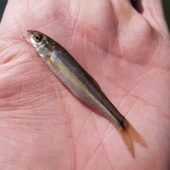 Couesius plumbeus
