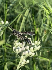 Isodontia