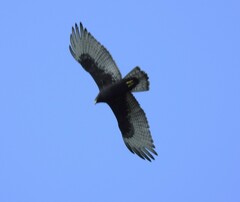 Buteo albonotatus