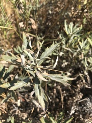Artemisia douglasiana