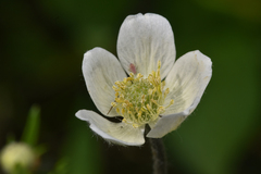 Anemone multifida
