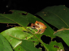 Dendropsophus