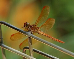 Libellula