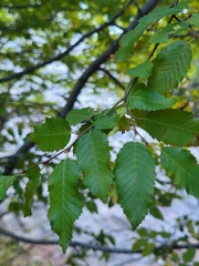 Carpinus orientalis