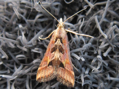 Diasemia accalis