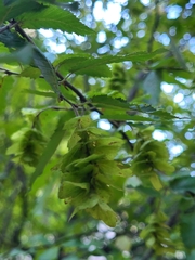 Carpinus orientalis