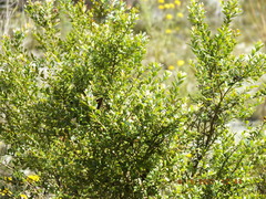 Vaccinium myrsinites