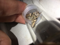 Lacanobia contigua