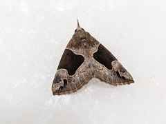 Hypena manalis