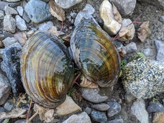 Ortmanniana ligamentina