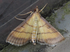 Cnaphalocrocis medinalis