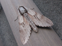 Sphinx morio arestus