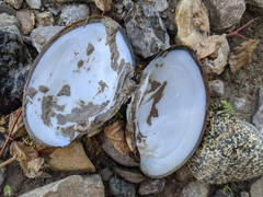 Ortmanniana ligamentina