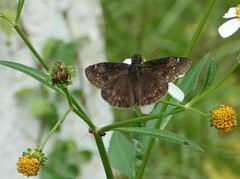Erynnis zarucco
