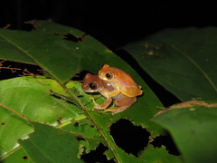 Dendropsophus