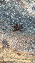 Tetramorium immigrans