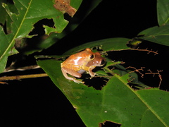 Dendropsophus